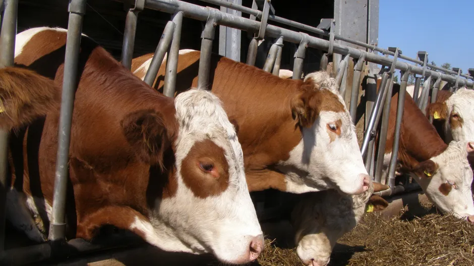 Rubrik_Landwirtschaft_Kuhstall_2_c._L._Marasz